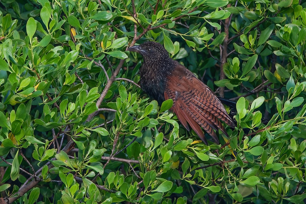 Lesser Coucal - Ngoc Sam Thuong Dang