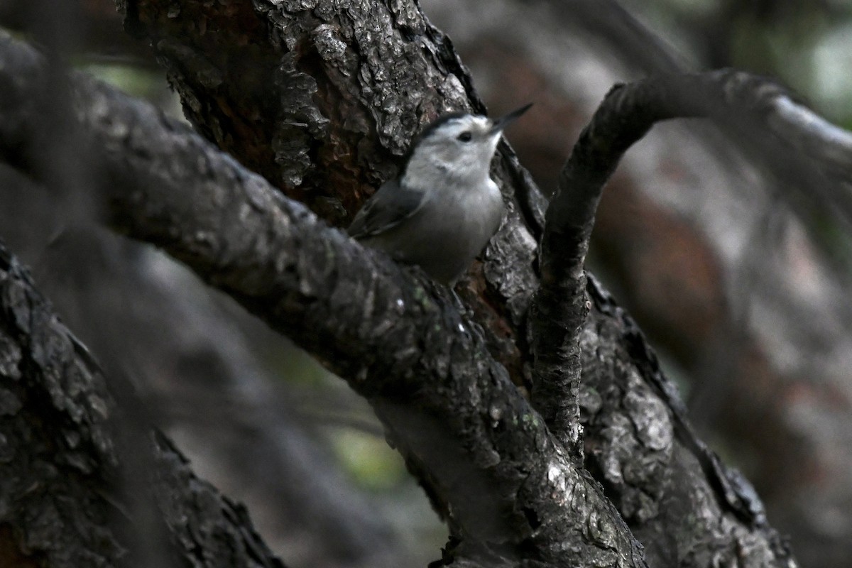 White-breasted Nuthatch - ML610099426