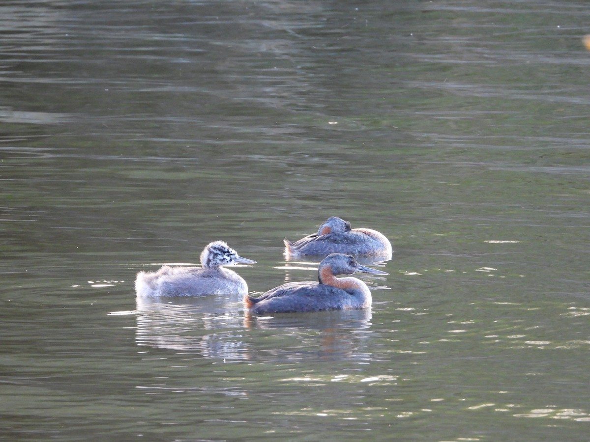 Great Grebe - ML610099444