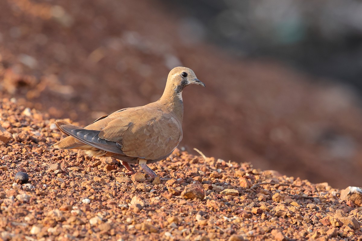 Flock Bronzewing - ML610099491