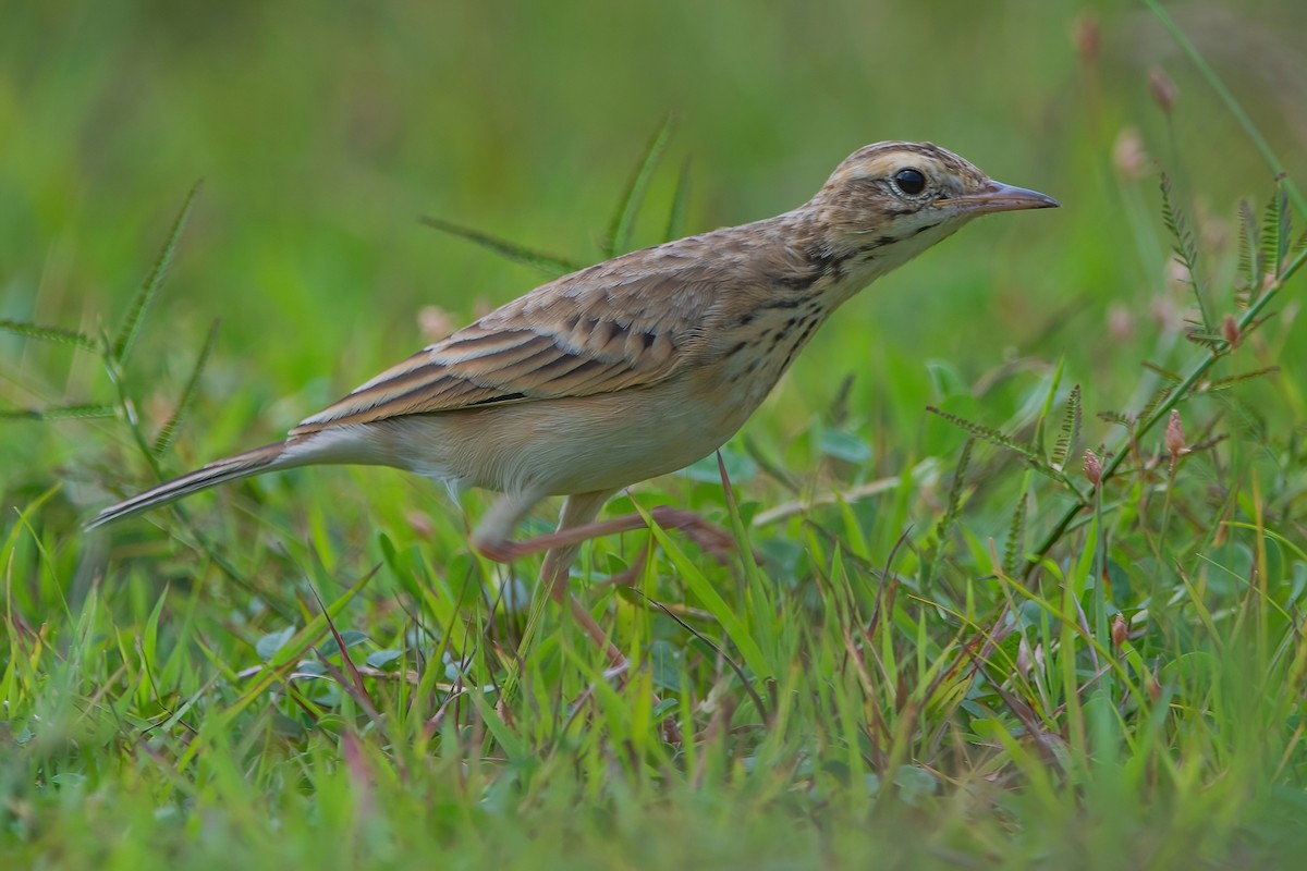 Paddyfield Pipit - ML610099493