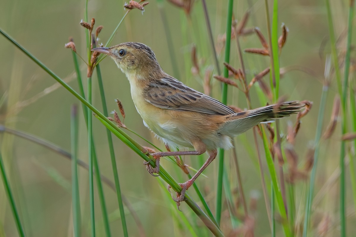 Zitting Cisticola - ML610099501