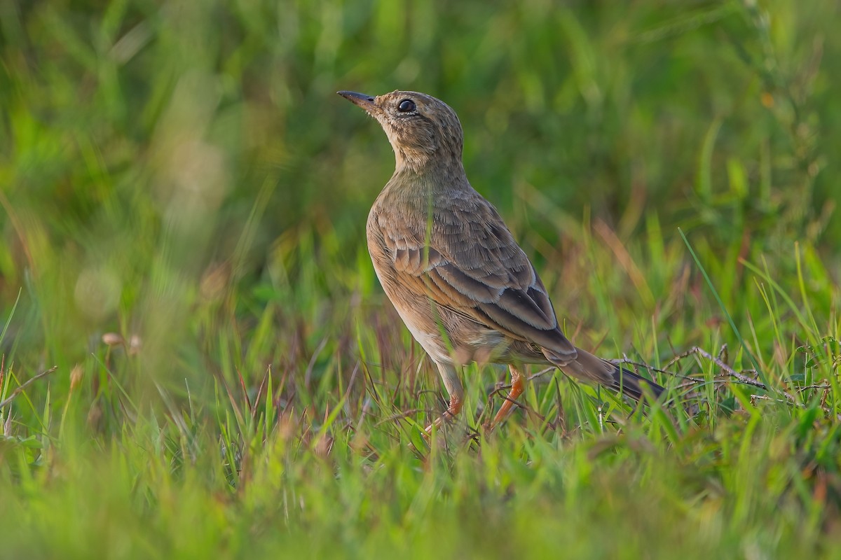 Paddyfield Pipit - ML610099513