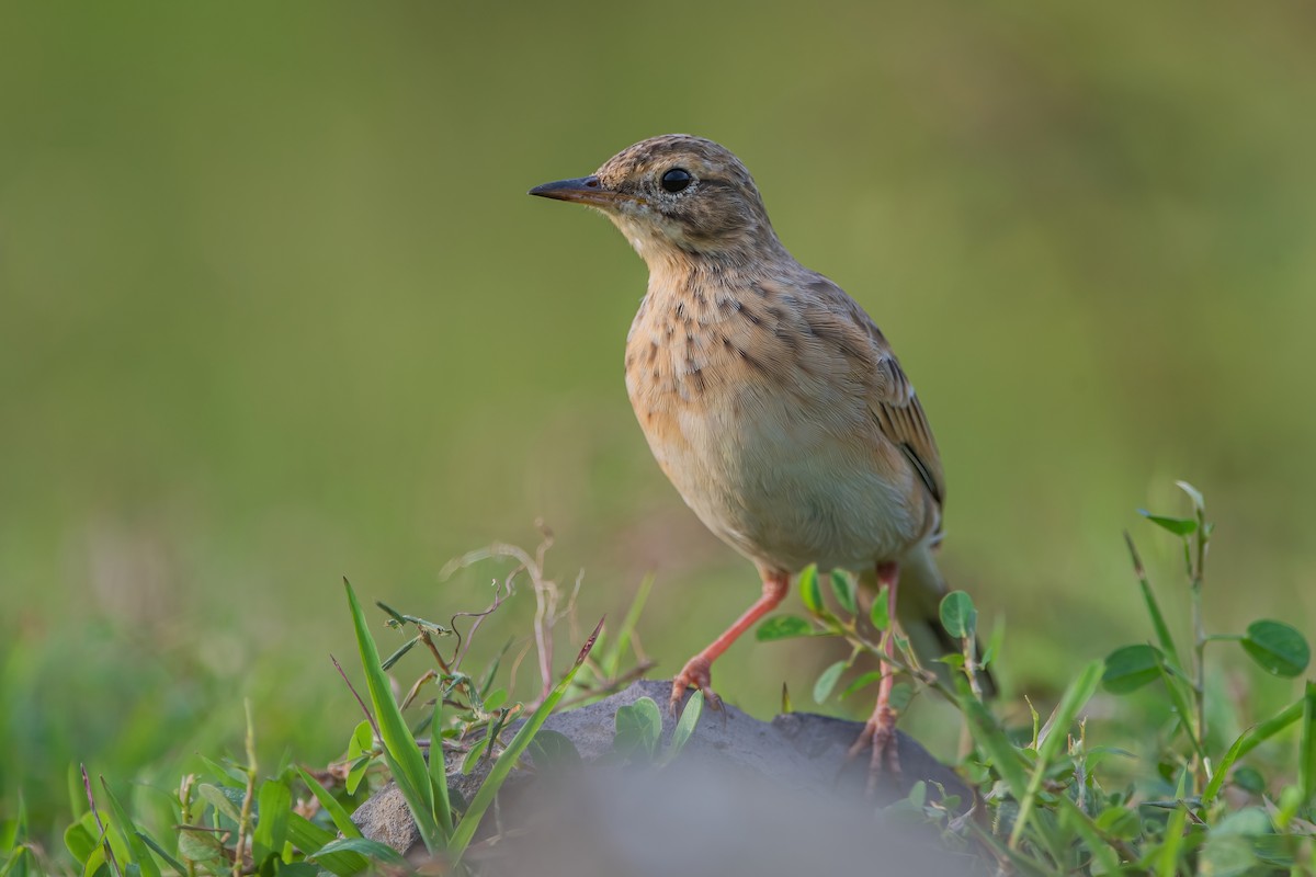 Paddyfield Pipit - Ngoc Sam Thuong Dang