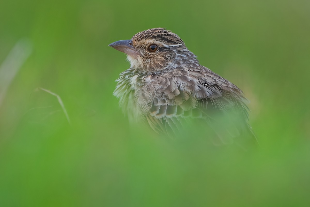 Indochinese Bushlark - Ngoc Sam Thuong Dang