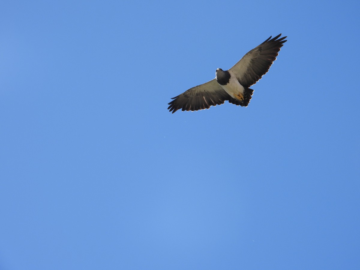 Black-chested Buzzard-Eagle - Más Aves