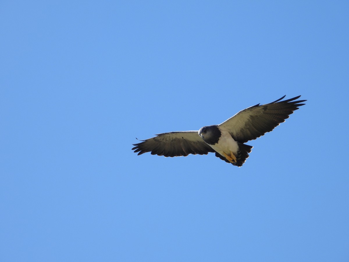 Black-chested Buzzard-Eagle - ML610099525