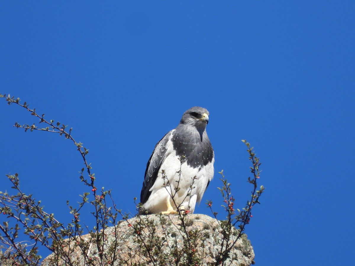 Black-chested Buzzard-Eagle - Más Aves