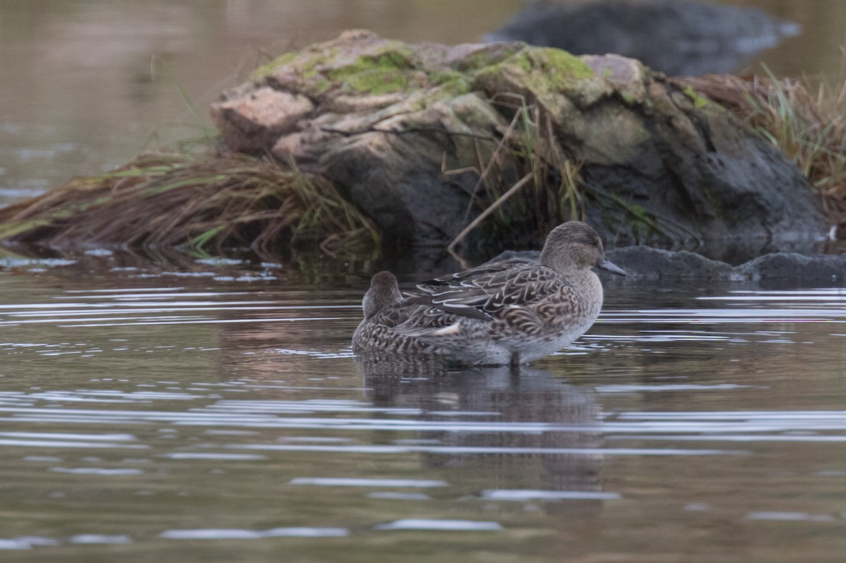 Green-winged Teal - ML610099530