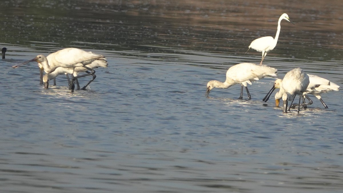 Eurasian Spoonbill - ML610099548