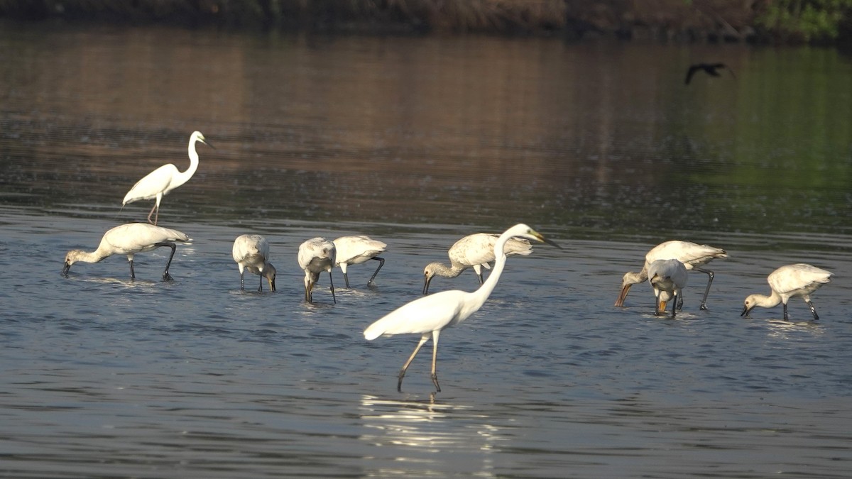 Eurasian Spoonbill - ML610099549