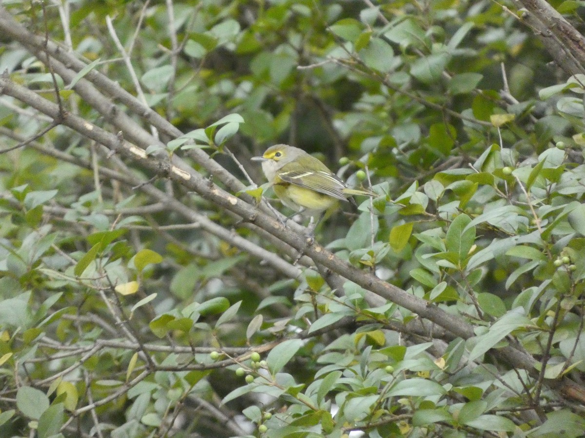 White-eyed Vireo - ML610099551