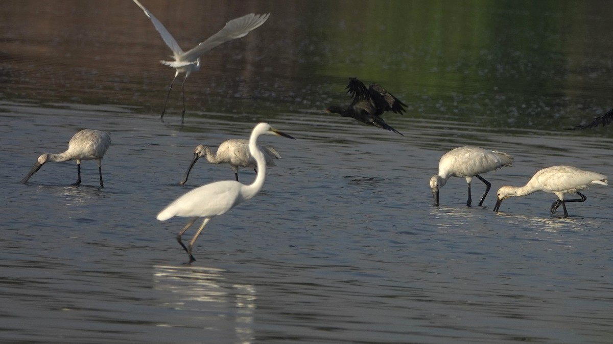 Eurasian Spoonbill - ML610099557