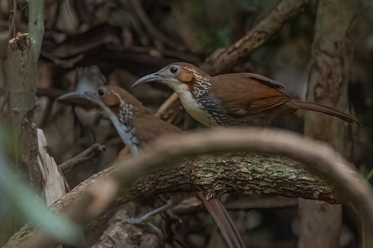 Pomatorhin à long bec - ML610099617