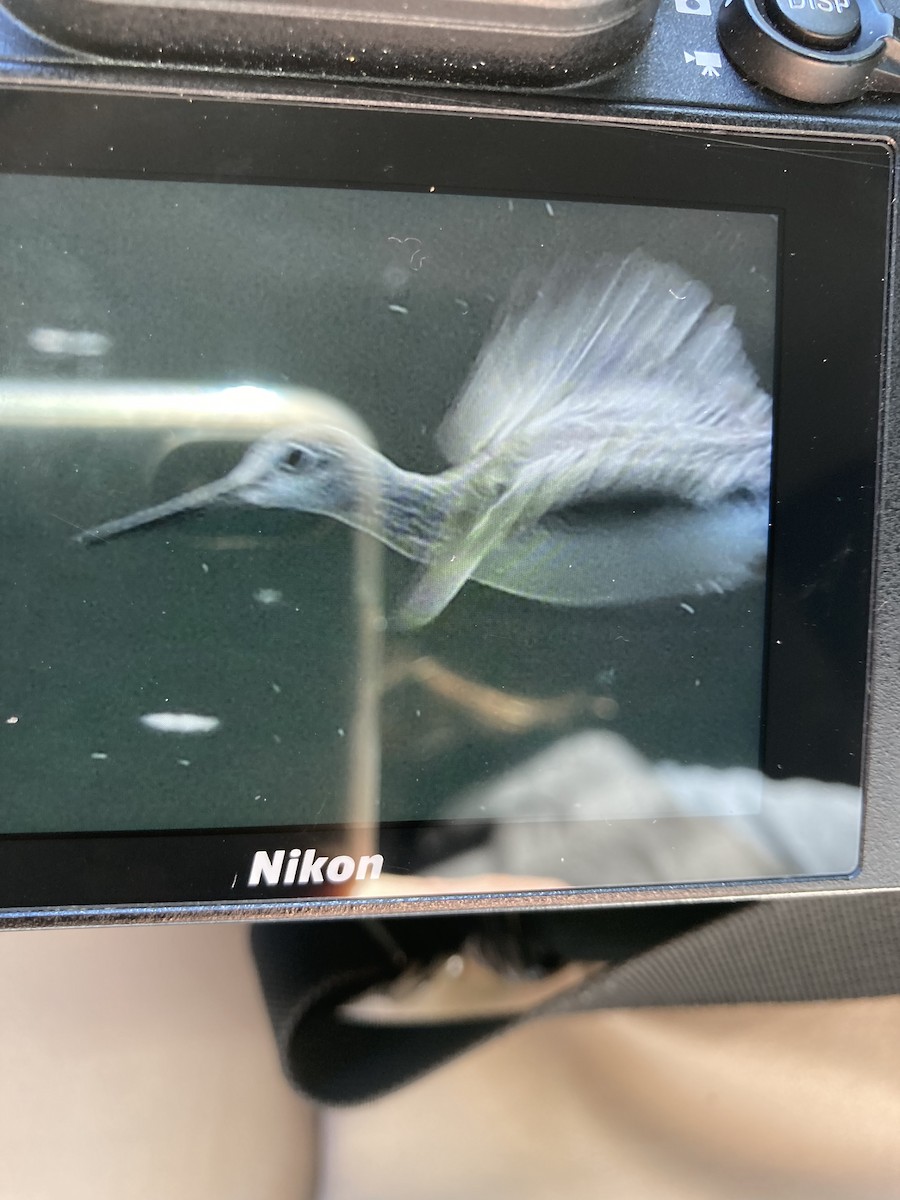 Greater Yellowlegs - ML610099618