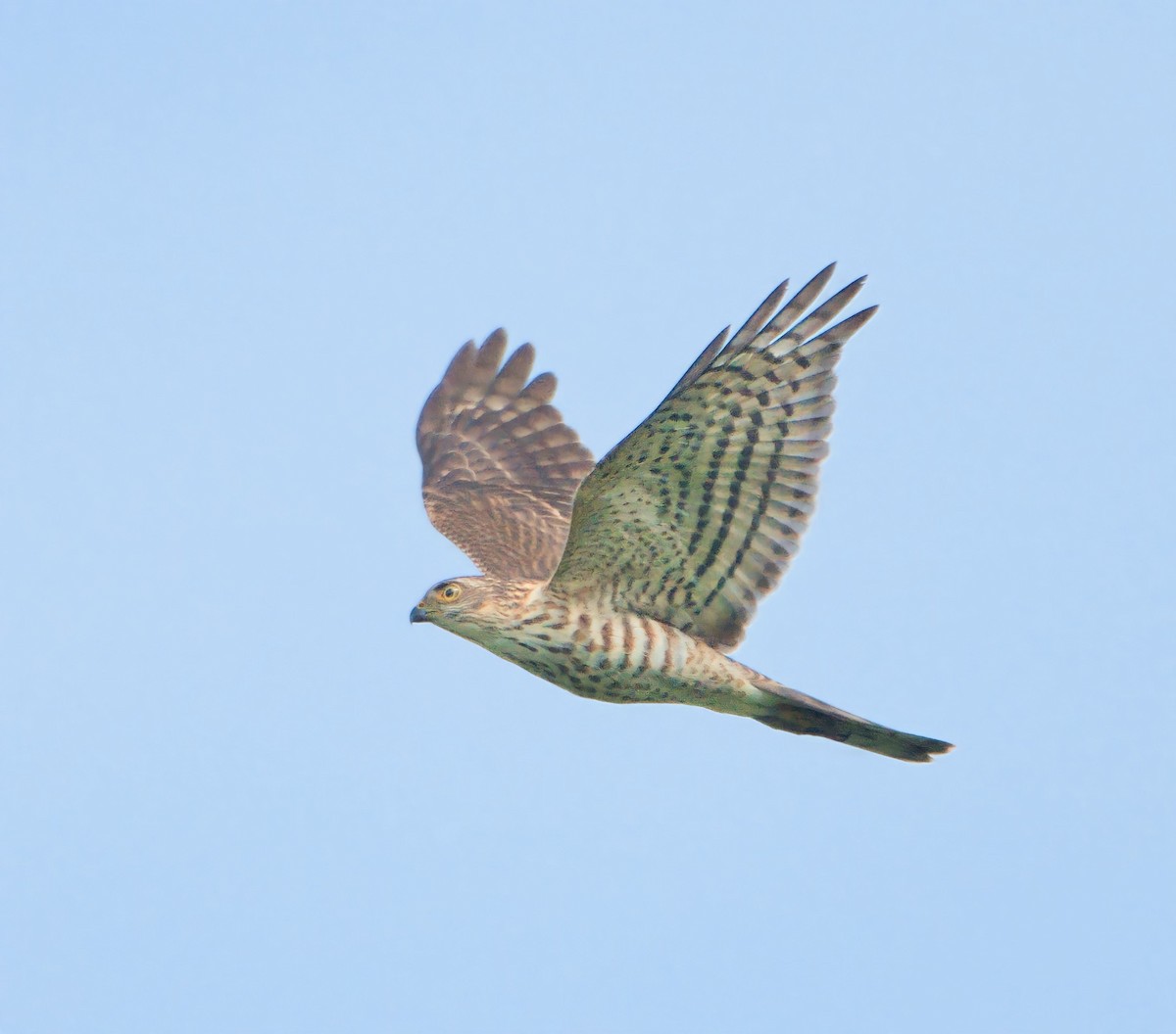 finkehauk - ML610099701