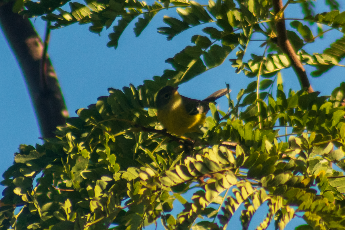 Magnolia Warbler - George Bailey