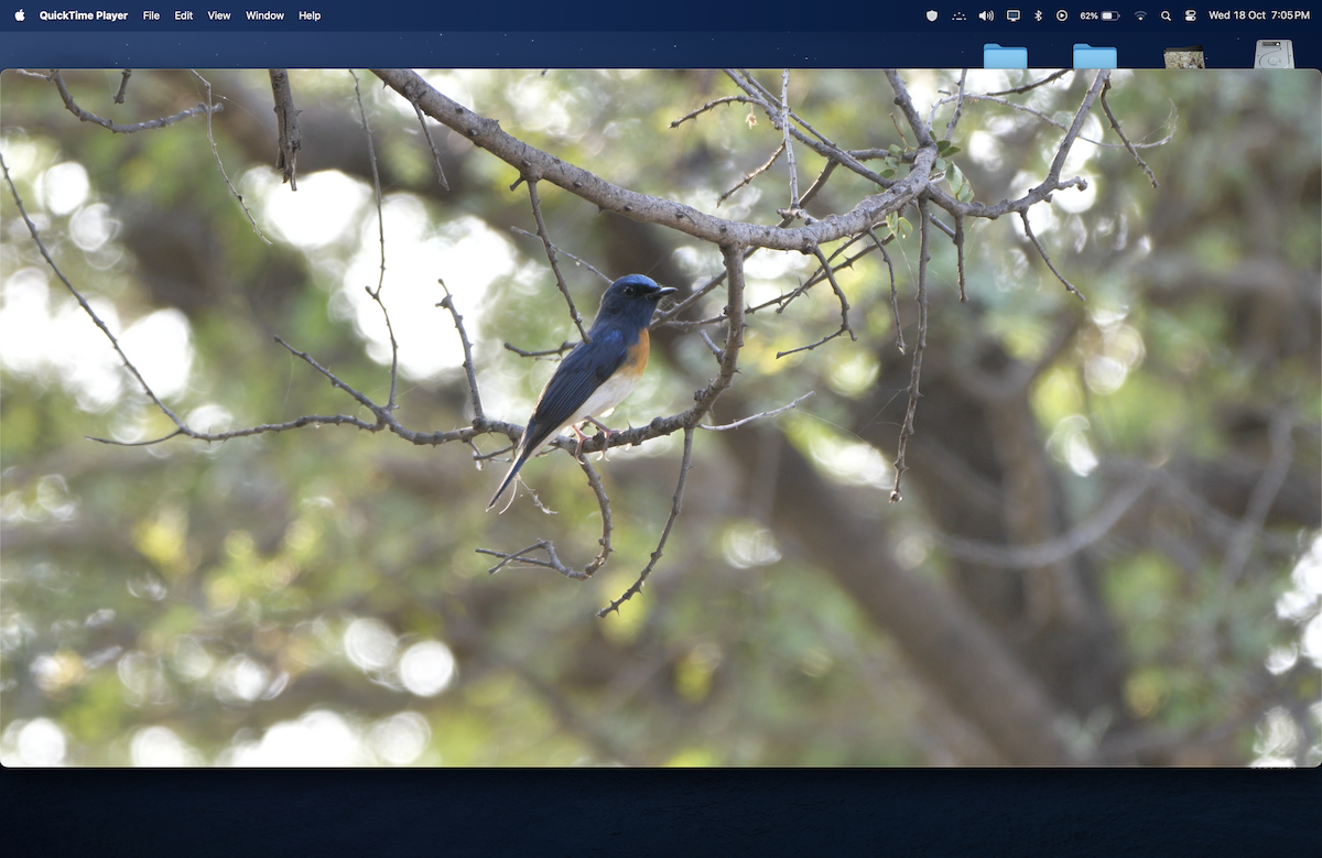 Blue-throated Flycatcher - ML610099923