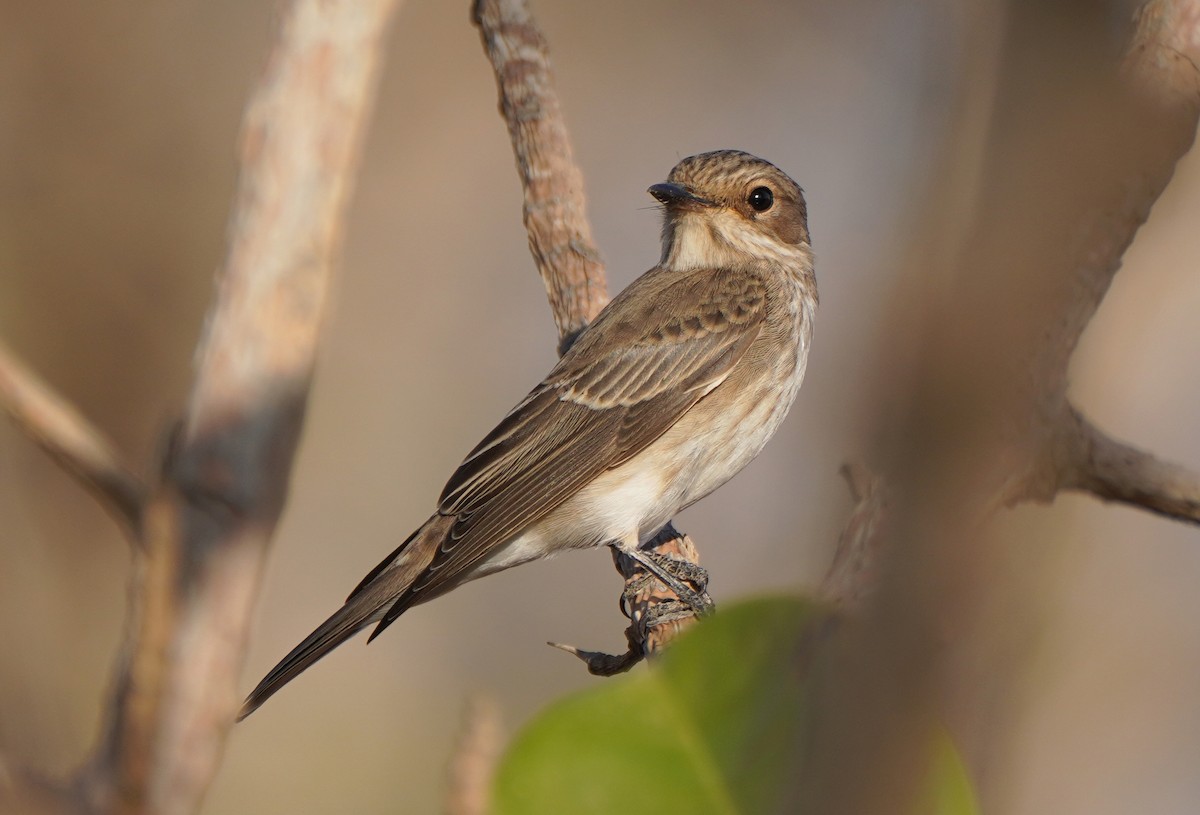 Spotted Flycatcher - ML610100017