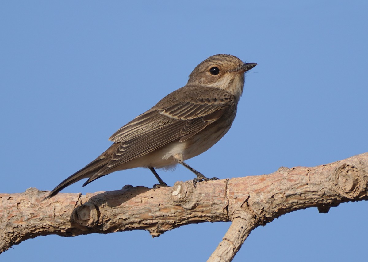 Spotted Flycatcher - ML610100018