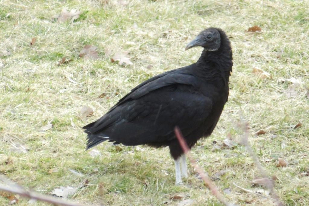 Black Vulture - ML610100033
