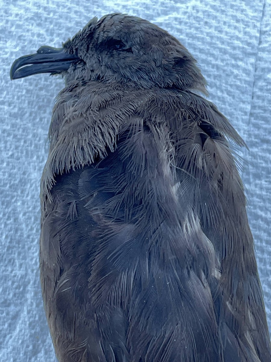 Wedge-rumped Storm-Petrel - ML610100088