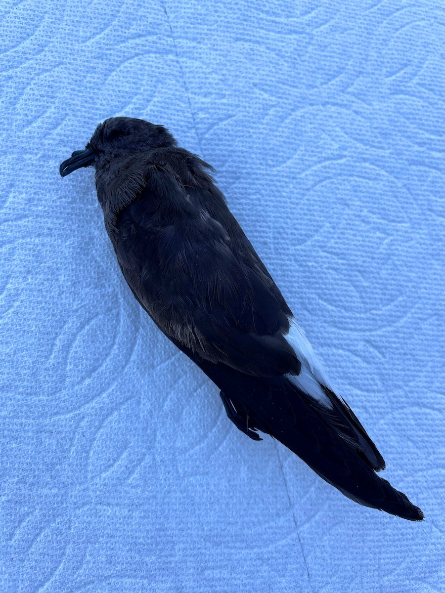 Wedge-rumped Storm-Petrel - ML610100089