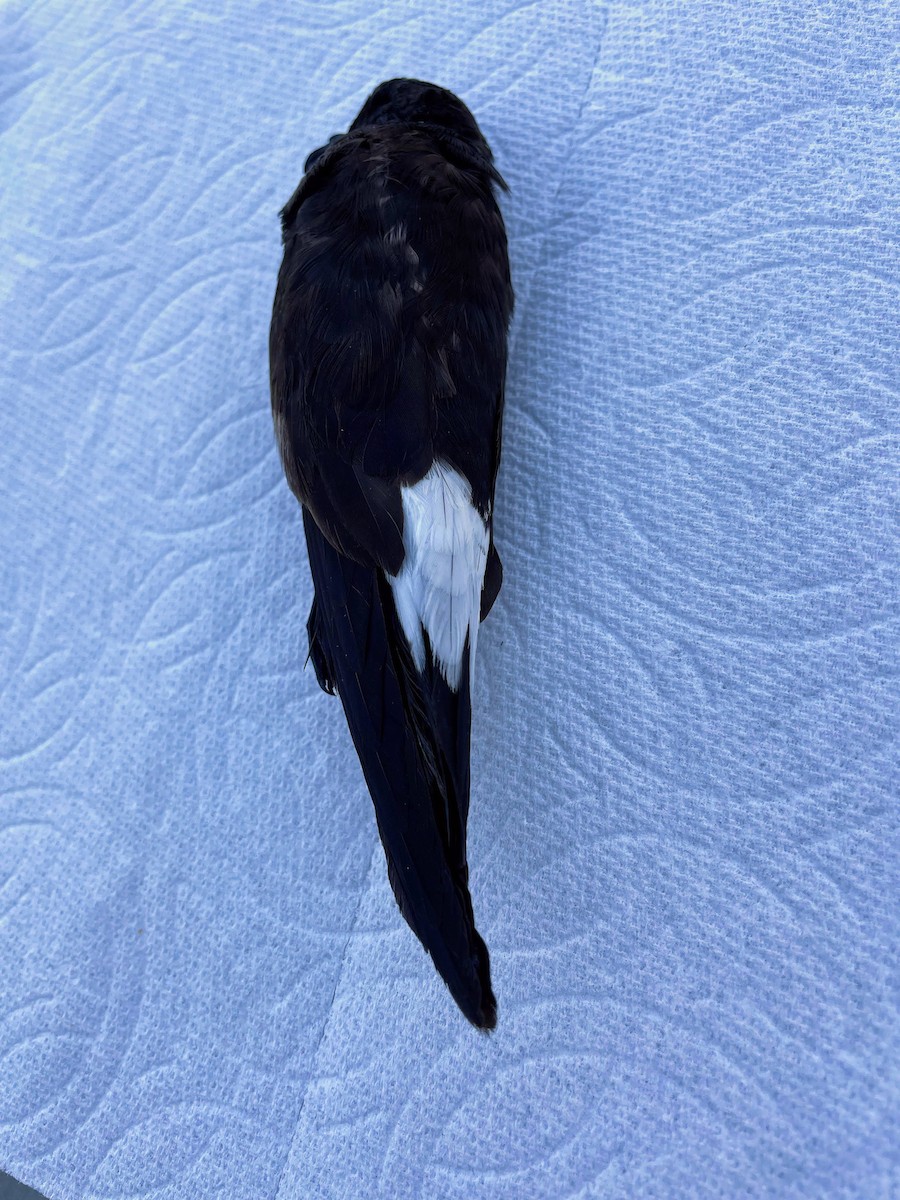 Wedge-rumped Storm-Petrel - ML610100090