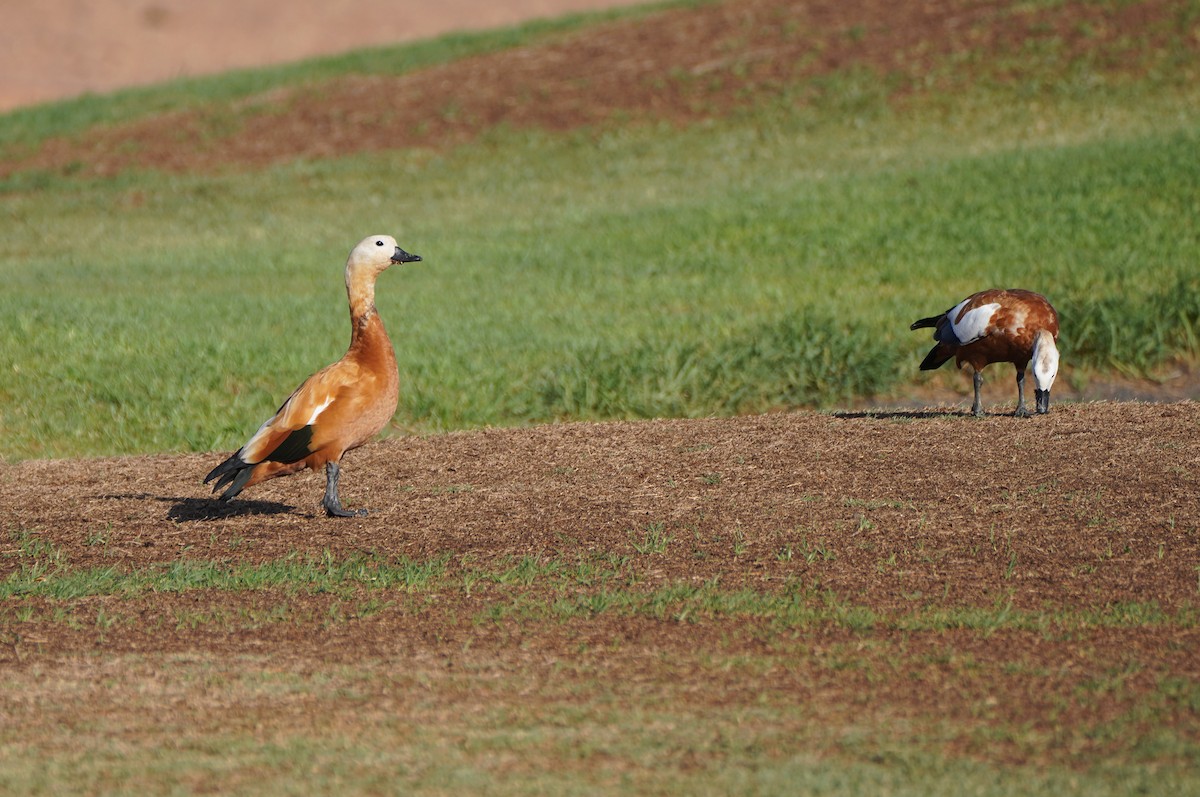 Ruddy Shelduck - ML610100175