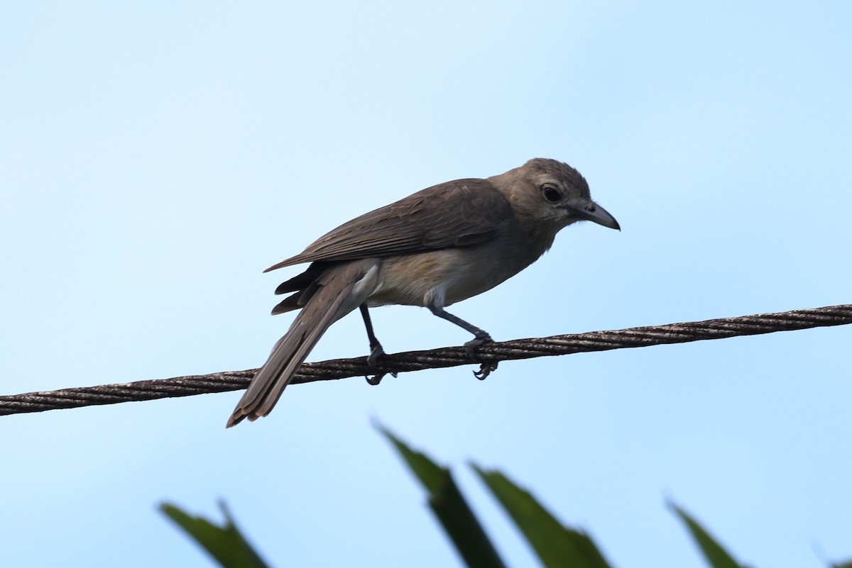 Gray Shrikethrush - Charles Davies