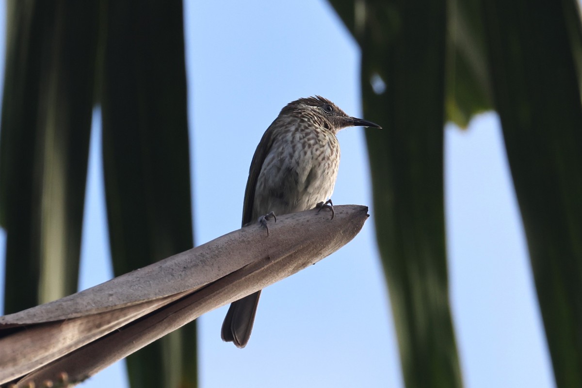 Silver-eared Honeyeater - ML610100200