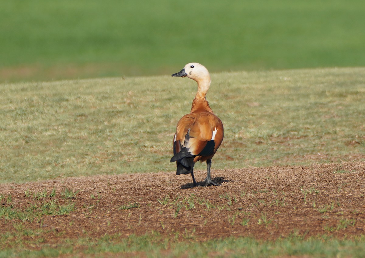 Ruddy Shelduck - ML610100214