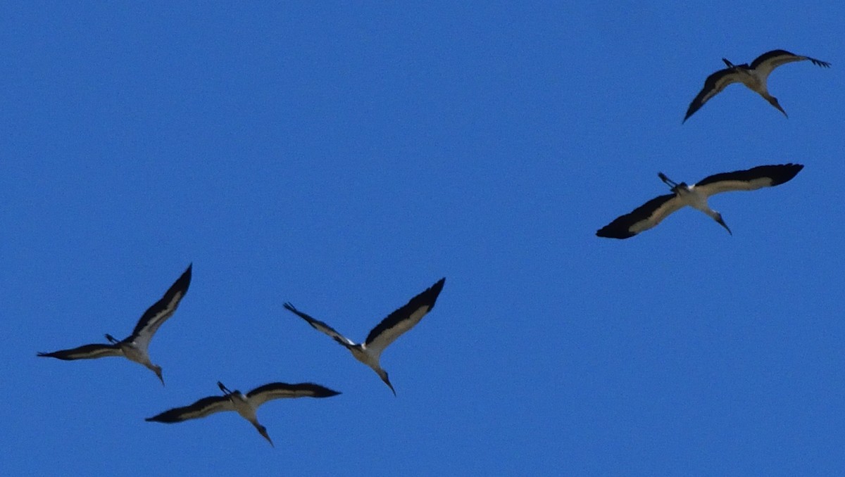 Wood Stork - Paul Conover