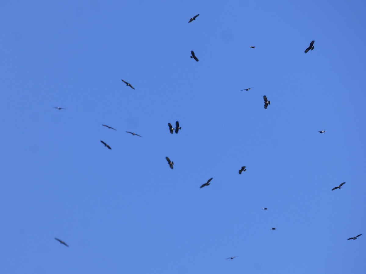 Snail Kite - ML610100228