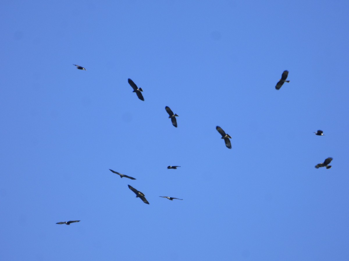 Snail Kite - ML610100229