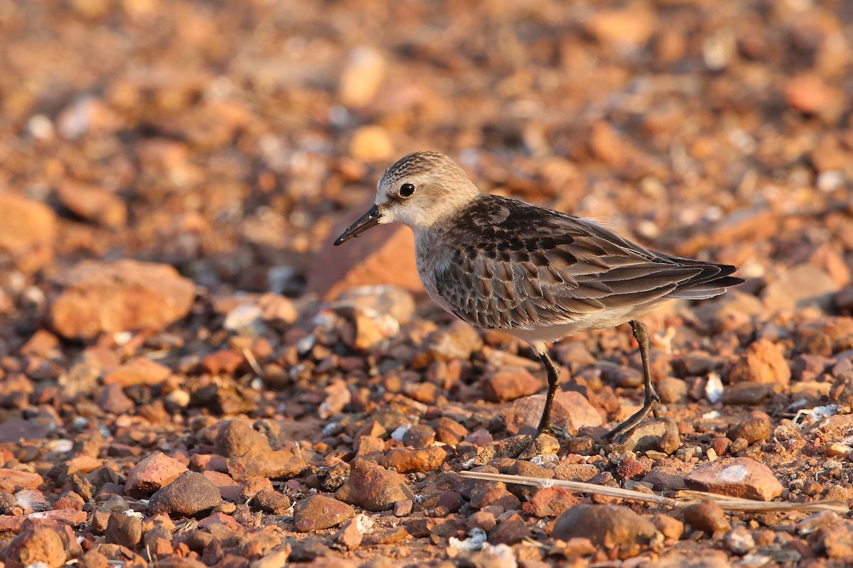 Red-necked Stint - Marc Gardner