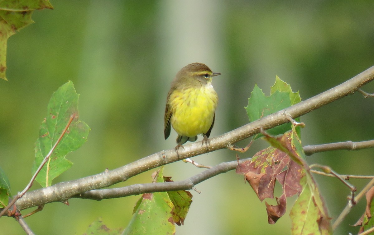 Palm Warbler - ML610100254