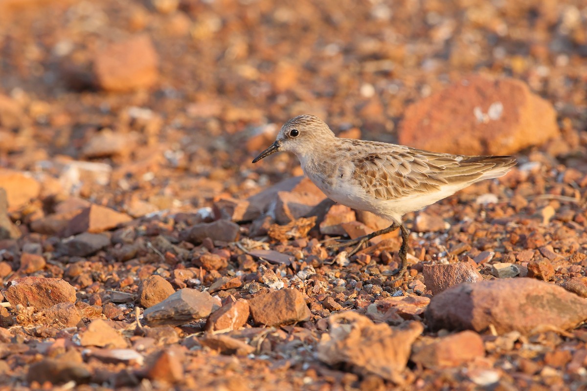 Red-necked Stint - Marc Gardner