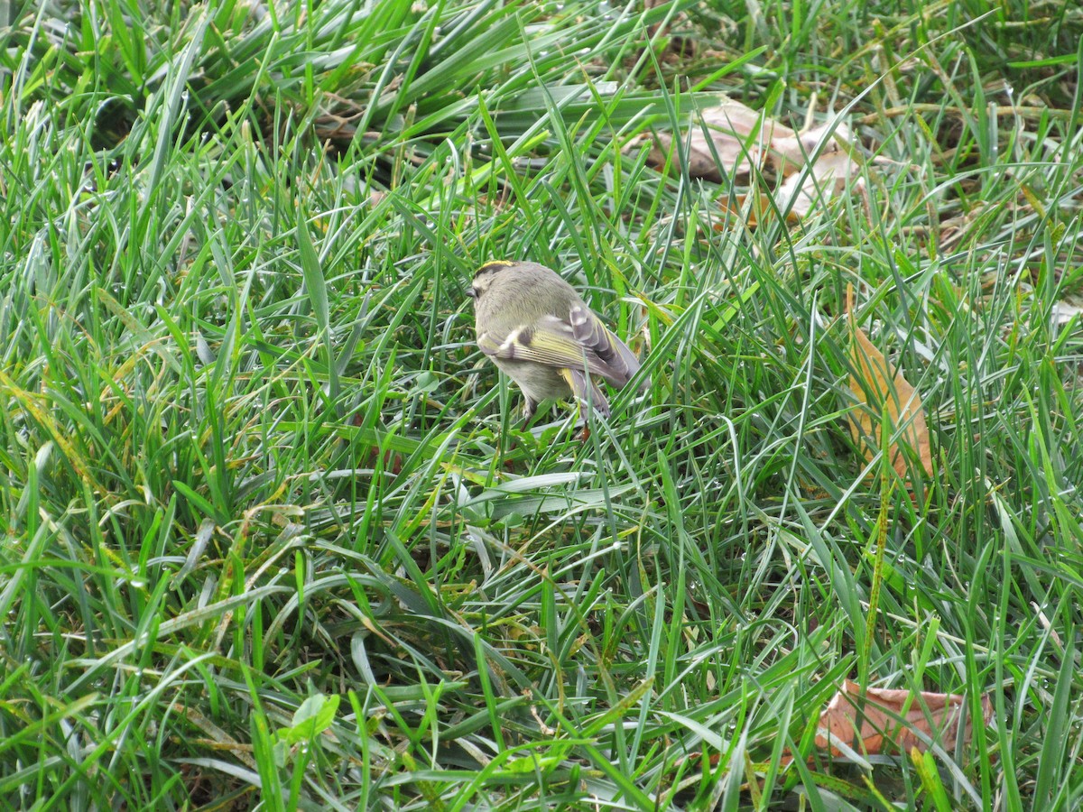 Golden-crowned Kinglet - ML610100304