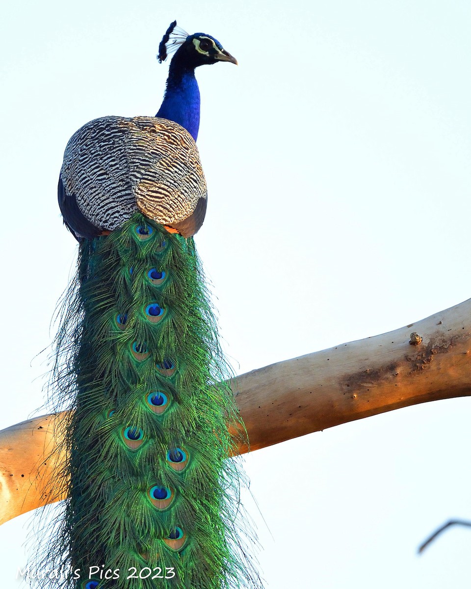 Indian Peafowl - ML610100309