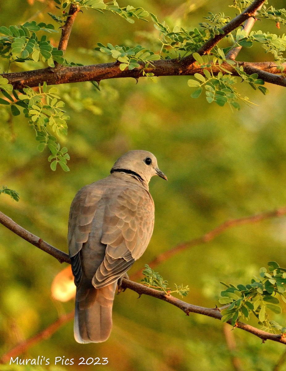 Eurasian Collared-Dove - ML610100310