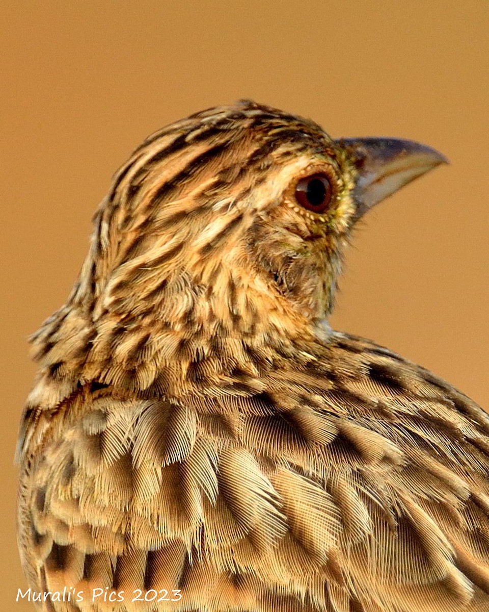 Jerdon's Bushlark - ML610100330