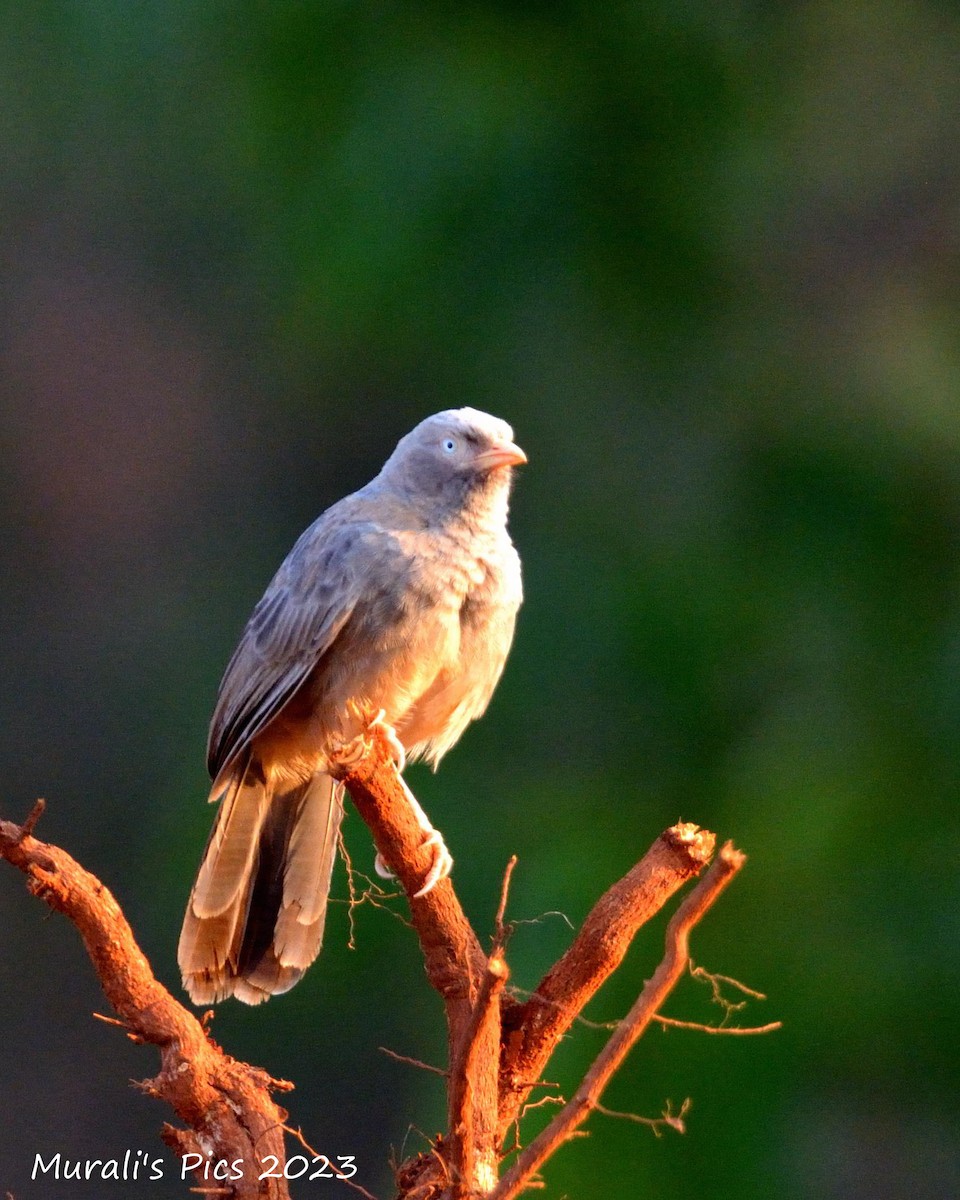 Yellow-billed Babbler - ML610100333