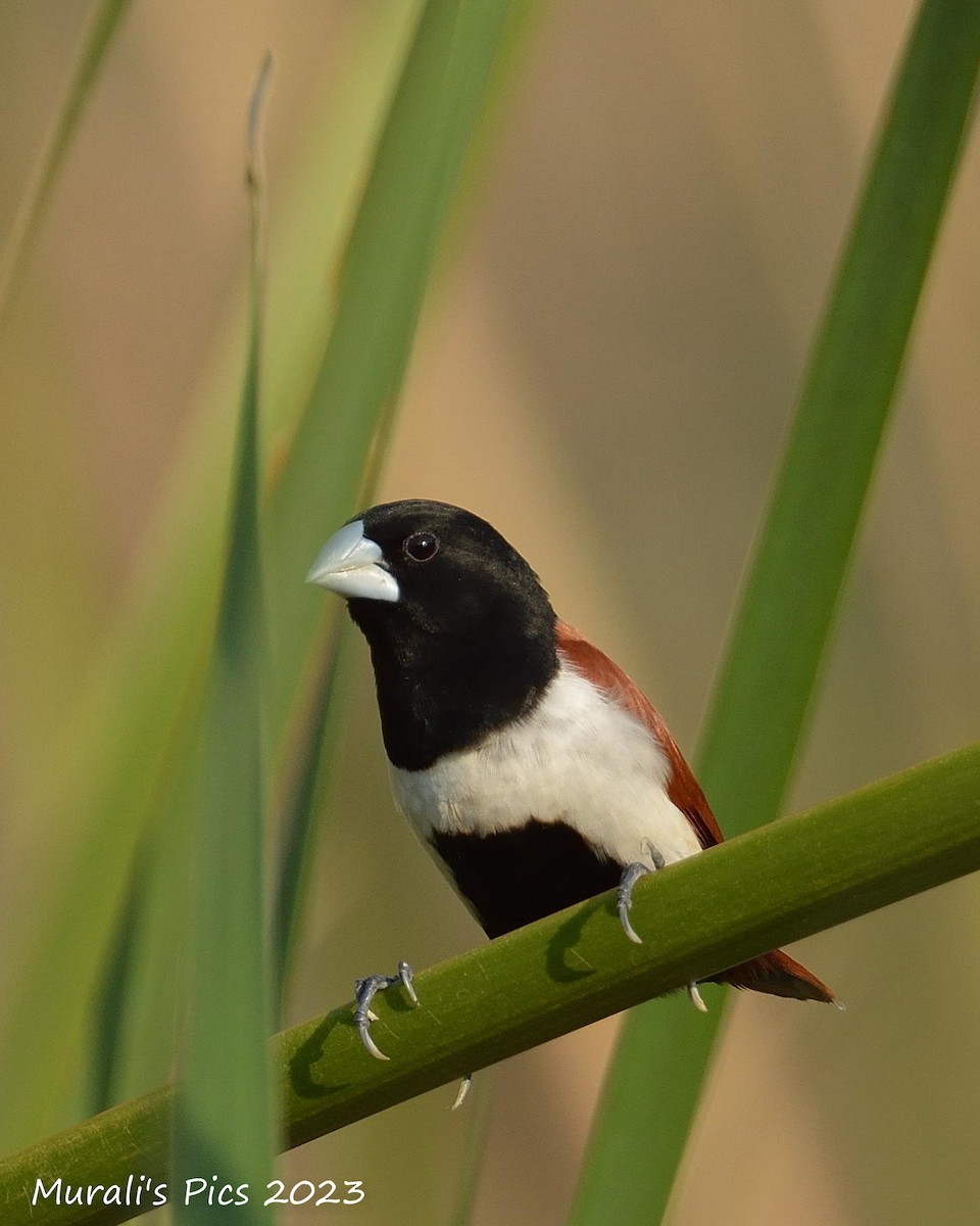 Tricolored Munia - ML610100337