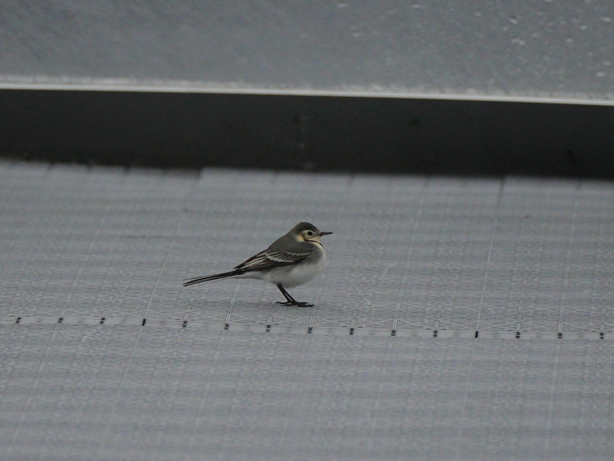 White Wagtail - ML610100442