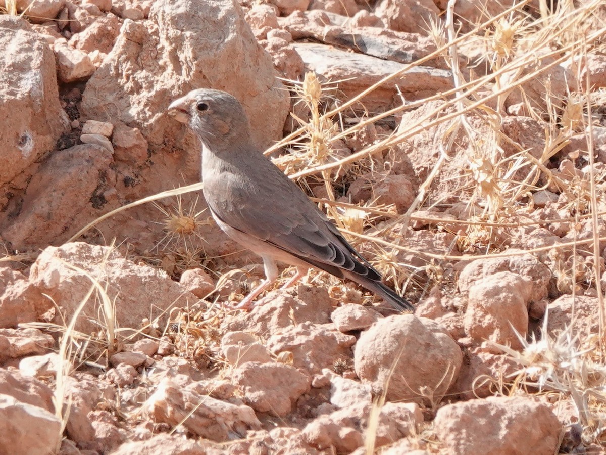 Trumpeter Finch - ML610100530