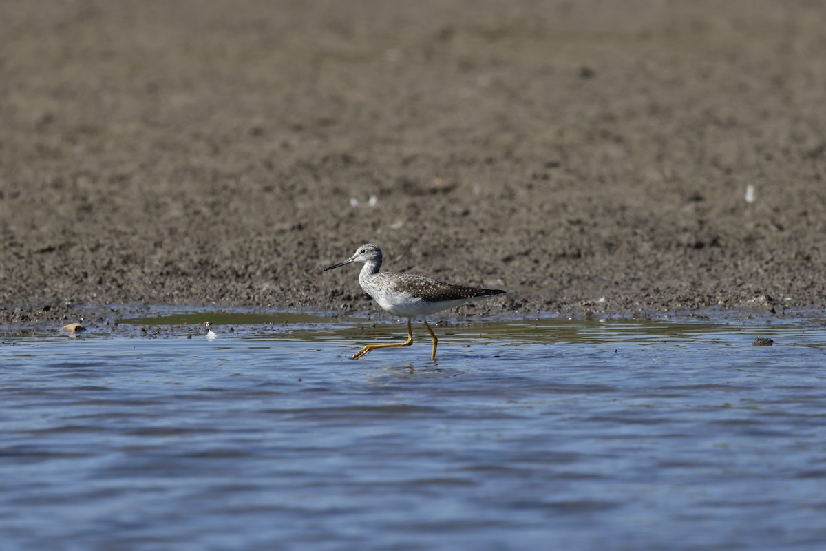 Lesser/Greater Yellowlegs - ML610100544