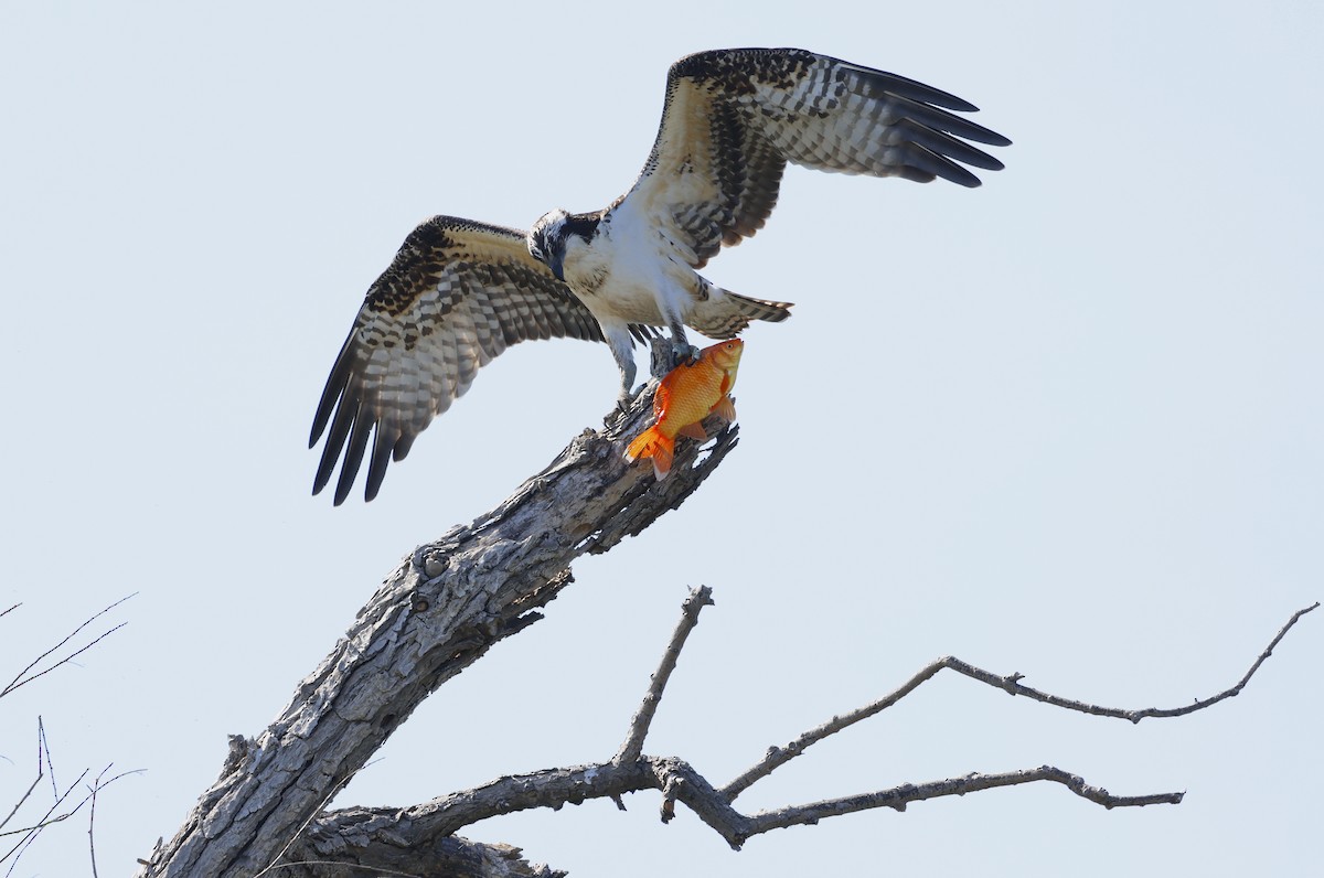 Águila Pescadora - ML610100558