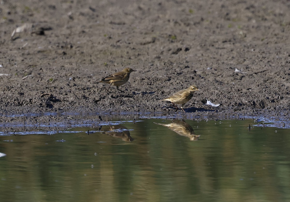 Pipit d'Amérique - ML610100559