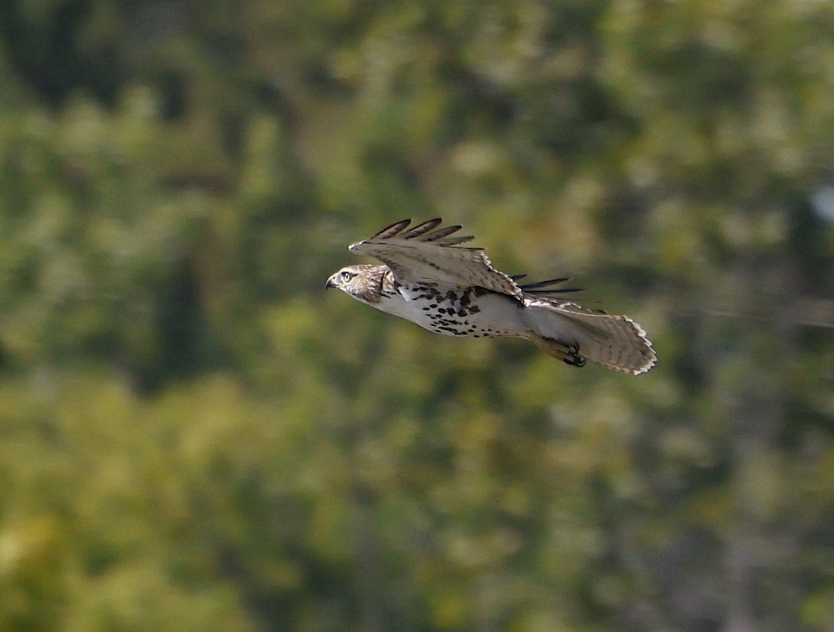 Rotschwanzbussard - ML610100560